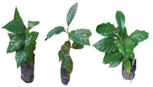 C&aacute;c nh&agrave; nghi&ecirc;n cứu đ&atilde; ph&acirc;n t&iacute;ch sự biến đổi của một loại vi khuẩn chiến đấu với bệnh gỉ sắt tr&ecirc;n c&acirc;y c&agrave; ph&ecirc;