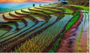 Canh t&aacute;c l&uacute;a: C&acirc;n đối l&acirc;n v&agrave; đạm quyết định sự tăng trưởng v&agrave; năng suất l&uacute;a