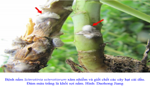 Virus biến đổi nấm g&acirc;y bệnh hại chết c&acirc;y trồng trở th&agrave;nh bạn của c&acirc;y trồng