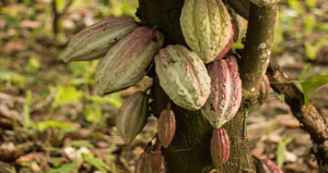 Gh&eacute;p ca cao c&oacute; thể th&uacute;c đẩy sản xuất cacao m&agrave; kh&ocirc;ng l&agrave;m mất đi sự đa dạng sinh học