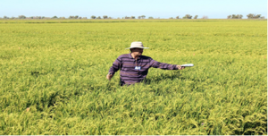 C&ocirc;ng nghệ gi&uacute;p b&oacute;n ph&acirc;n cho c&acirc;y l&uacute;a hiệu quả hơn