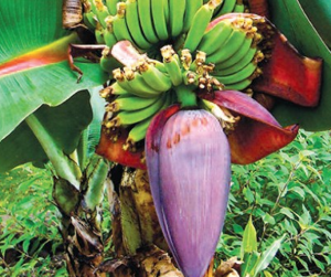 T&ocirc;̉ng quan di truy&ecirc;̀n c&acirc;y chu&ocirc;́i (Musa spp.) ti&ecirc;́p c&acirc;̣n kỷ nguy&ecirc;n sau NGS