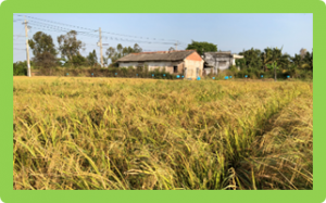Tuần tin khoa học 736 (03-09/05/2021)