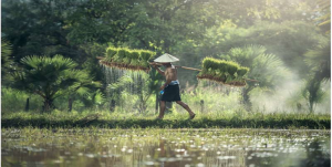 T&igrave;m giải ph&aacute;p cho một vựa l&uacute;a gạo to&agrave;n cầu xanh v&agrave; lớn hơn