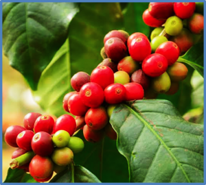 Giá cà phê hôm nay, 23/4/2024: Giá cà phê trong nước cán mốc 127.000/kg