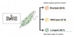 CRISPR/CAS9 chỉnh sửa euglena để tạo ra nguồn nhi&ecirc;n liệu sinh học tiềm năng