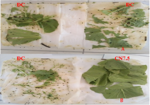 Ảnh hưởng của vi nhũ chitosan-dầu neem đến s&acirc;u khoang hại rau (Spodoptera litura) trong ph&ograve;ng th&iacute; nghiệm