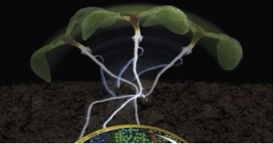 Cảm biến sinh học mới thực hiện kiểm so&aacute;t hormon auxin 