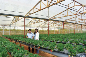 Kết quả lai tạo, chọn lọc một số d&ograve;ng d&acirc;u t&acirc;y c&oacute; triển vọng tại L&acirc;m Đồng