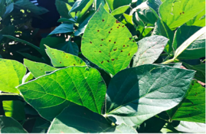 Bệnh đốm l&aacute; mắt ếch (frogeye) đe dọa năng suất đậu n&agrave;nh
