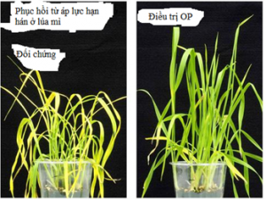 H&oacute;a chất mới giữ cho c&acirc;y xanh tốt