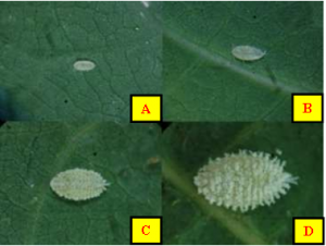 Một số đặc điểm h&igrave;nh th&aacute;i v&agrave; sinh học của rệp s&aacute;p giả đu đủ Paracoccus marginatus (Hemiptera: Pseudococcidae) g&acirc;y hại tr&ecirc;n c&acirc;y sắn