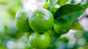 USDA dự b&aacute;o về ph&acirc;n phối chanh ở c&aacute;c thị trường chủ chốt