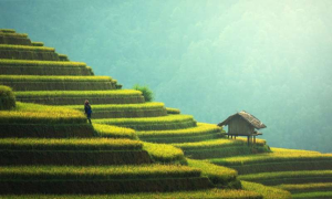 L&agrave;m s&aacute;ng tỏ c&aacute;ch thức thực vật xử l&yacute; th&ocirc;ng tin