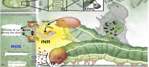 C&aacute;c nh&agrave; nghi&ecirc;n cứu ph&aacute;t hiện một bộ phận c&agrave;nh non/mền của c&acirc;y đ&atilde; được sử dụng để bảo vệ thực vật chống lại sự tấn c&ocirc;ng của động vật