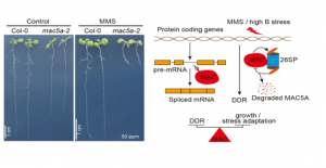 Phức hợp protein MAC cần thiết cho thực vật để bảo vệ ch&iacute;nh ch&uacute;ng từ tổn thương DNA