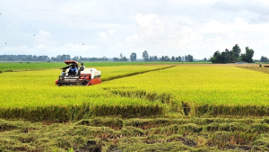Vụ l&uacute;a H&egrave; Thu thắng lợi, n&ocirc;ng d&acirc;n v&ugrave;ng Đồng Th&aacute;p Mười phấn khởi