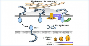 Mối li&ecirc;n hệ giữa sự ph&acirc;n hủy protein trong m&agrave;ng lưới nội chất v&agrave; k&iacute;ch thước hạt l&uacute;a