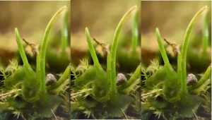 Bộ gen của c&acirc;y hornwort cung cấp manh mối về c&aacute;ch thức thực vật x&acirc;m nhập v&agrave;o đất