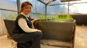 Nghi&ecirc;n cứu sử dụng phế phẩm gỗ th&ocirc;ng để cải tạo đất