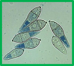 Thực hiện GBS & GWAS đối với gen g&acirc;y độc t&iacute;nh của nấm đạo &ocirc;n l&uacute;a