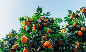 Ancaloit nguồn gốc từ thực vật bảo vệ l&uacute;a, kiwi v&agrave; cam qu&yacute;t trước vi khuẩn g&acirc;y hại