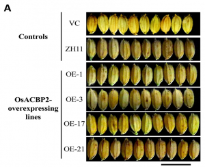 C&aacute;c nh&agrave; khoa học thực vật x&aacute;c định chiến lược mới nhằm tăng năng suất l&uacute;a