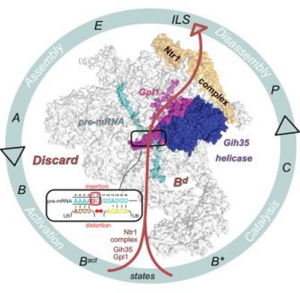 Spliceosome: l&agrave;m thế n&agrave;o tế b&agrave;o tr&aacute;nh sai lầm khi sản xuất mRNA