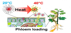 C&aacute;c hạt nano gi&uacute;p thực vật tạo miễn dịch chống lại stress nhiệt