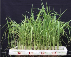 Kết quả gwa (genome wide analysis) của gen kết hợp với hiện tượng autophagy trong c&acirc;y k&ecirc; đu&ocirc;i chồn (Setaria italica L.) v&agrave; chức năng gen SiATG8a điều khiển t&iacute;nh chống chịu sự đ&oacute;i đạm của c&acirc;y l&uacute;a