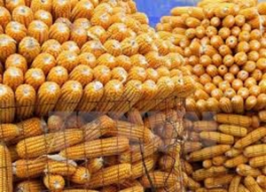Xuất khẩu thức ăn gia s&uacute;c 7 th&aacute;ng đầu năm 2021 sang Trung Quốc tăng gần 110%