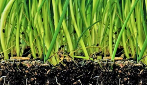 Nghi&ecirc;n cứu thực địa: Rễ c&acirc;y `th&ocirc;ng minh` tối ưu h&oacute;a thủy lực để sử dụng nước hiệu quả