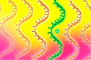 Kỹ thuật mới qu&eacute;t toàn bộ genome tìm c&aacute;c gen chống lại bệnh tật