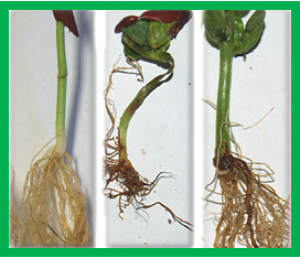 Những loci v&agrave; gen ứng cử vi&ecirc;n kh&aacute;ng bệnh chết c&acirc;y con do Fusarium graminearum trong hệ gen c&acirc;y đậu n&agrave;nh