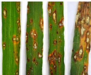 Chẩn đo&aacute;n tr&ecirc;n cơ sở gen AVR của PATHOGEN để t&igrave;m hiểu t&iacute;nh kh&aacute;ng của c&acirc;y l&uacute;a đối với bệnh đạo &ocirc;n