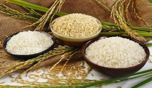 Gi&aacute; l&uacute;a gạo h&ocirc;m nay 28/9: Gạo nguy&ecirc;n liệu tăng nhẹ
