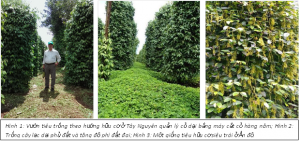 C&acirc;y ti&ecirc;u (Piper nigrum L.) hữu cơ được sản xuất như thế n&agrave;o?