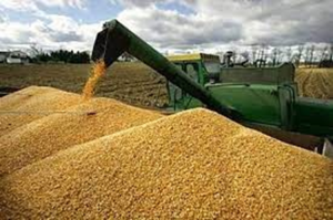 Nhập khẩu thức ăn gia s&uacute;c 8 th&aacute;ng đầu năm 2021 tăng gần 31% 