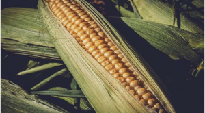 Thuốc diệt cỏ chứa dicamba c&oacute; thể sử dụng an to&agrave;n cho ng&ocirc; ngọt