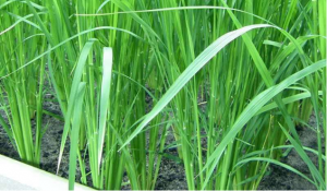 Vận chuyển vi chất dinh dưỡng một c&aacute;ch hiệu quả hơn