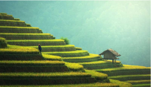 &Yacute; nghĩa của nước v&agrave; nitơ: nghi&ecirc;n cứu ph&aacute;t hiện c&aacute;c phản ứng của phổ bộ gen hạn chế sự ph&aacute;t triển thực vật
