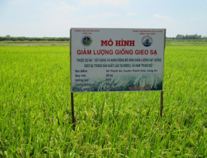 Mô hình giảm lượng giống gieo sạ ở Đồng Tháp Mười