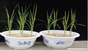 Mối quan hệ cộng sinh giữa thực vật v&agrave; nấm cung cấp nitrat cho thực vật dẫn đến việc giảm sử dụng ph&acirc;n b&oacute;n