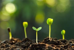 Ng&ocirc;n ngữ b&iacute; mật của đất: C&aacute;c nh&agrave; nghi&ecirc;n cứu đ&atilde; giải m&atilde; phương thức giao tiếp giữa c&acirc;y trồng v&agrave; nấm
