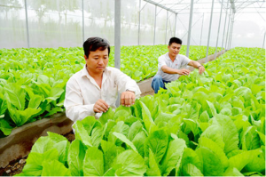 Nông nghiệp công nghệ cao - chìa khóa cho tái cơ cấu