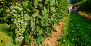 Sản xuất của Prosecco g&acirc;y thiệt hại cho m&ocirc;i trường ph&iacute;a đ&ocirc;ng bắc &Yacute;