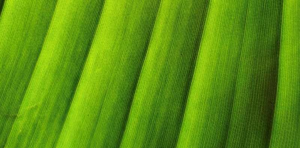 Cơ chế kỳ diệu cho ph&eacute;p tế b&agrave;o thực vật ph&acirc;n phối định hướng hormone tăng trưởng auxin
