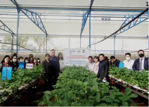 M&ocirc; h&igrave;nh c&aacute;c giống d&acirc;u t&acirc;y lai tạo c&oacute; triển vọng cho n&ocirc;ng d&acirc;n ở c&aacute;c v&ugrave;ng cao nguy&ecirc;n Việt Nam