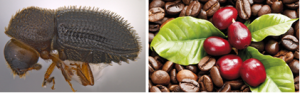 Ph&acirc;n t&iacute;ch to&agrave;n bộ genome của những yếu tố phi&ecirc;n m&atilde; (tf) con mọt đục quả c&agrave; ph&ecirc; Hypothenemus hampei (Coleoptera: Curculionidae):  m&ocirc; tả những họ protein mới