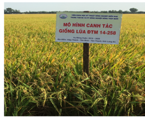 Giống l&uacute;a ĐTM 14-258 đ&atilde; được c&ocirc;ng nhận giống lưu h&agrave;nh